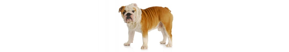 Bulldog inglese mangimi e crocchette per il tuo cane