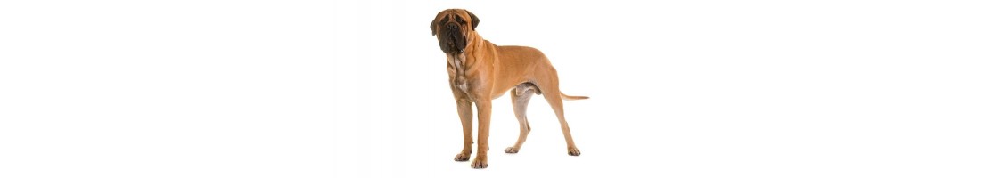 Bullmastiff mangimi e crocchette per il tuo cane