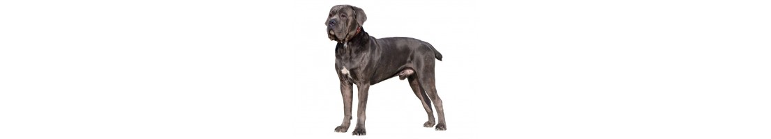 Cane corso mangimi e crocchette per il tuo cane