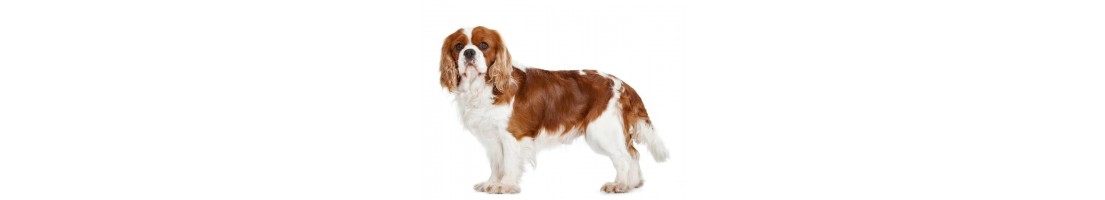 Cavalier king mangimi e crocchette per il tuo cane