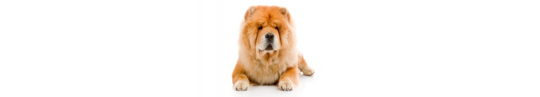 Chow chow mangimi e crocchette per il tuo cane