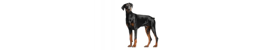 Dobermann mangimi e crocchette per il tuo cane