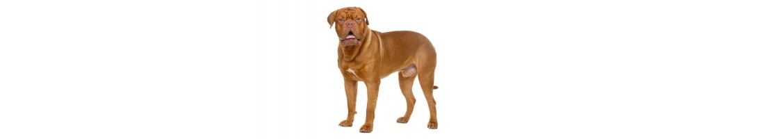 Dogue de bordeaux mangimi e crocchette per il tuo cane
