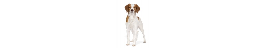 Epagneul breton mangimi e crocchette per il tuo cane