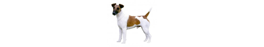 Fox Terrier mangimi e crocchette per il tuo cane