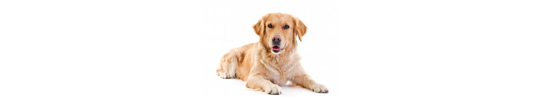 Golden retriever mangimi e crocchette per il tuo cane