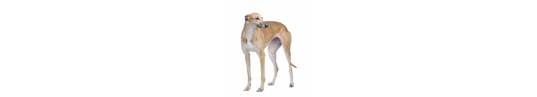 Greyhound mangimi e crocchette per il tuo cane