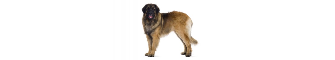 Leonberger mangimi e crocchette per il tuo cane