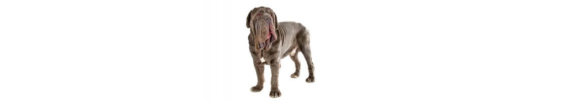 Mastino napoletano mangimi e crocchette per il tuo cane