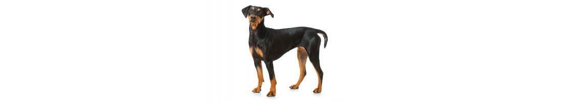 Pinscher medio mangimi e crocchette per il tuo cane