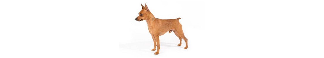 Pinscher nano mangimi e crocchette per il tuo cane