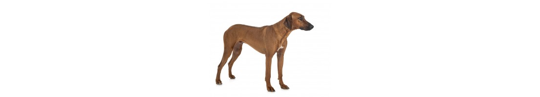 Rhodesian ridgeback mangimi e crocchette per il tuo cane