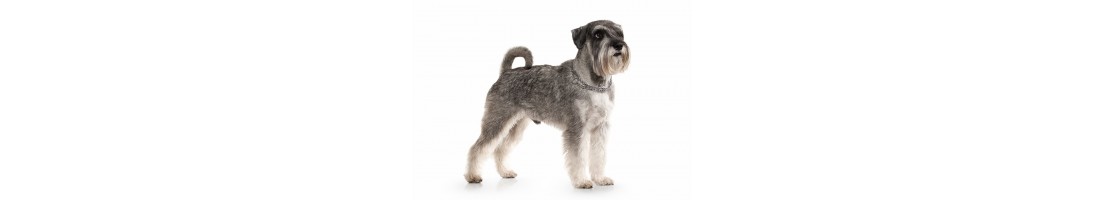 Schnauzer medio mangimi e crocchette per il tuo cane