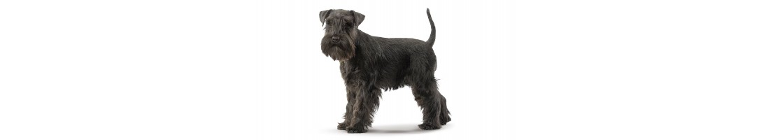 Schnauzer nano mangimi e crocchette per il tuo cane