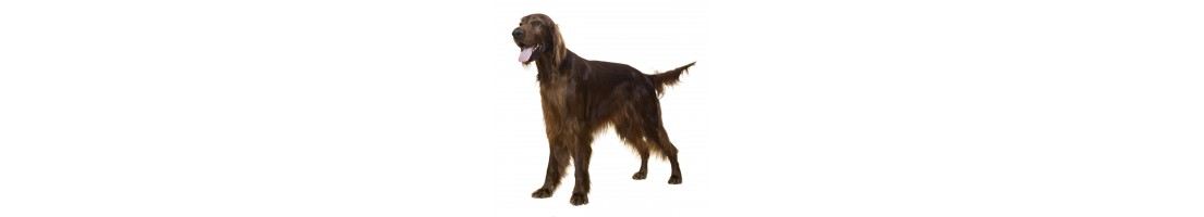 Setter irlandese mangimi e crocchette per il tuo cane