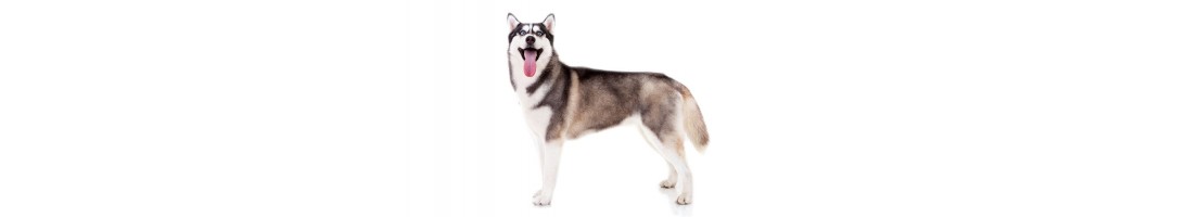 Siberian Husky mangimi e crocchette per il tuo cane