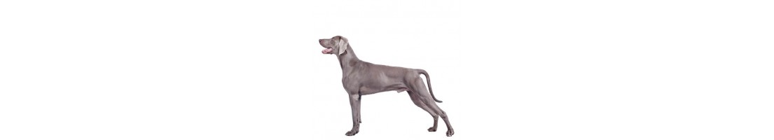 Weimaraner mangimi e crocchette per il tuo cane