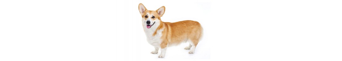 Welsh corgi mangimi e crocchette per il tuo cane