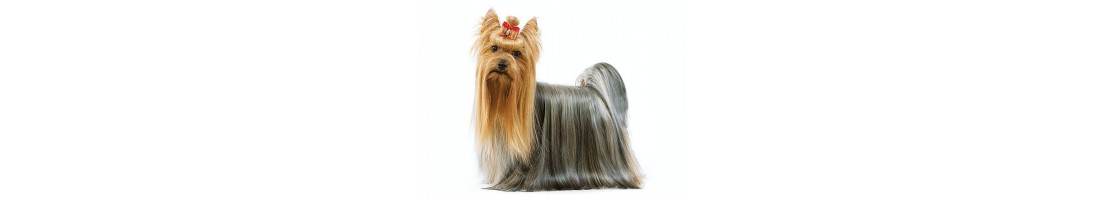 Yorkshire terrier mangimi e crocchette per il tuo cane