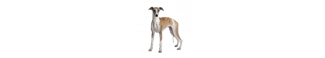 Whippet mangimi e crocchette per il tuo cane