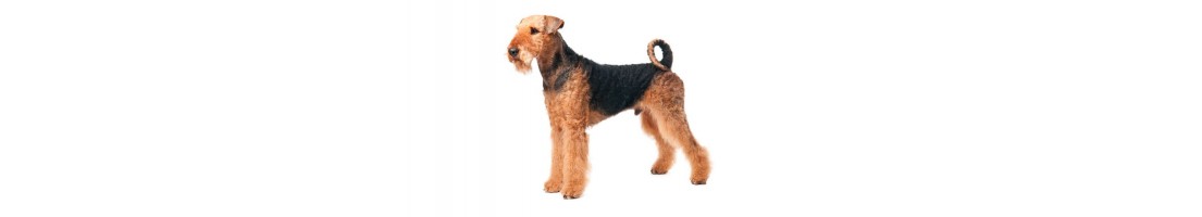 Airedale Terrier mangimi e crocchette per il tuo cane