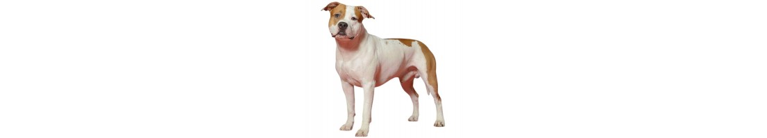 Amstaff mangimi e crocchette per il tuo cane