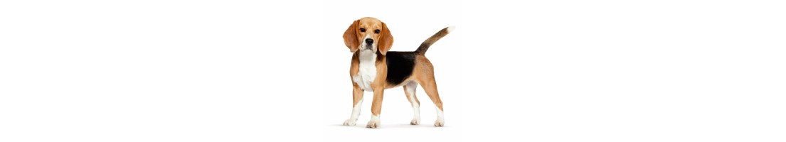 Beagle mangimi e crocchette per il tuo cane