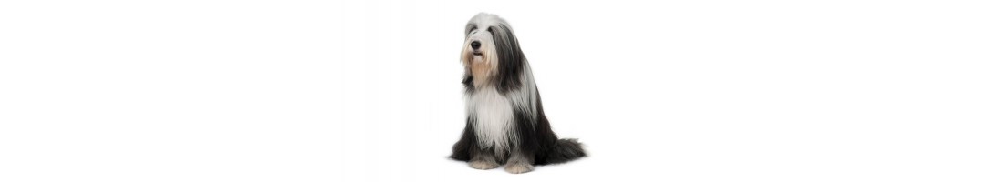 Bearded Collie mangimi e crocchette per il tuo cane