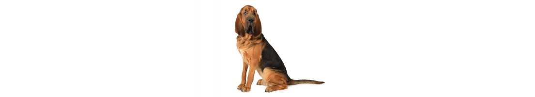 Bloodhound mangimi e crocchette per il tuo cane