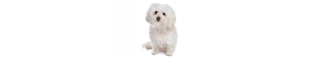 Bolognese mangimi e crocchette per il tuo cane