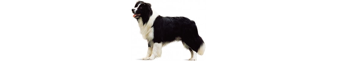 Border Collie mangimi e crocchette per il tuo cane