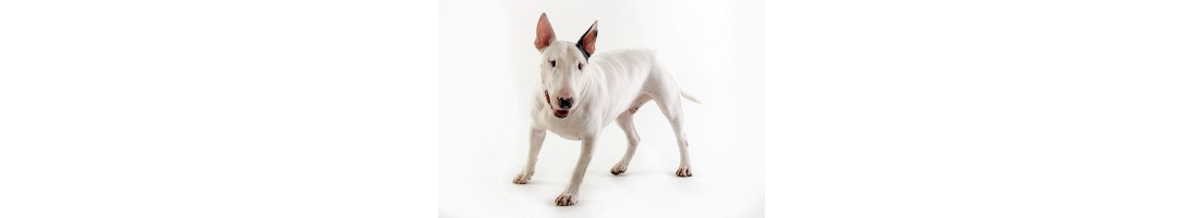 Bull terrier mangimi e crocchette per il tuo cane